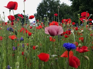 Obraz premium red poppy field