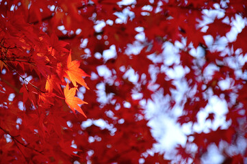 曽木公園の紅葉