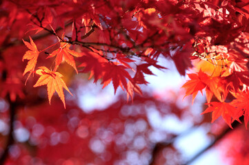 曽木公園の紅葉