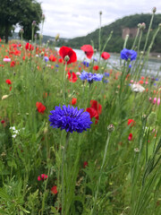 Obraz premium poppies in the field