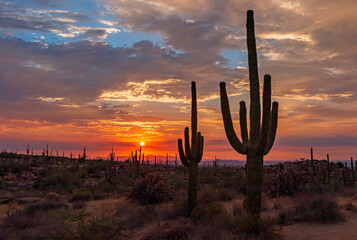 Saguaro Cactus With Sun Setting near Phoenix AZ
