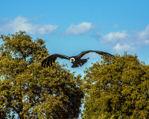 Condor
