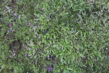 Grüner Mooshintergrund