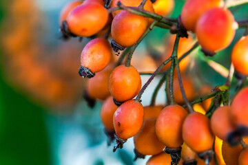 Orange hips of the fall foliaged roses. October, 2020.