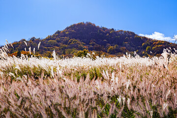 mountain landscape with autumn silver grasses in Japan 