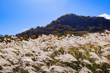 mountain landscape with autumn silver grasses in Japan 