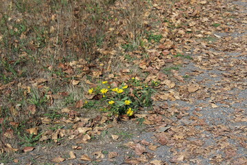 Yellow wildflowers still blooming in fall