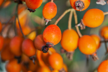 Orange hips of the fall foliaged roses. October, 2020.