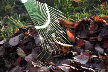 picking up fallen leaves with a rake