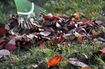 picking up fallen leaves with a rake