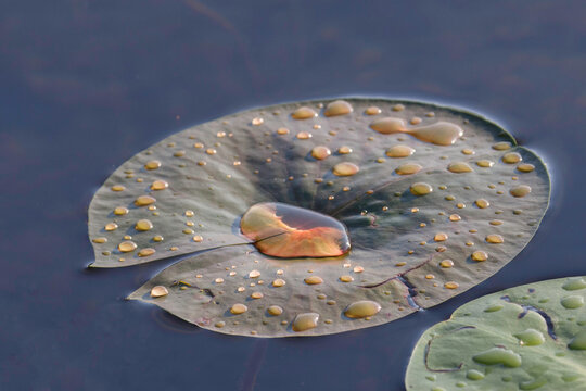 American White Waterlily Pads With Raindrops