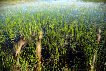 Paisaje campo 