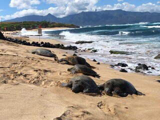 Fototapeta na wymiar Turtles in Maui