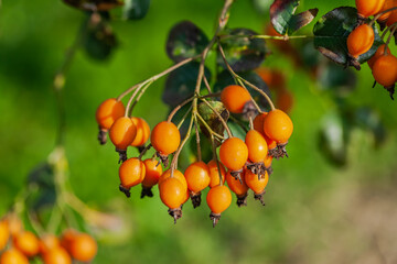 Rose hips close look. Rosa soulieana: the plant of a million uses. October 2020.