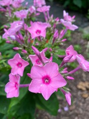 pink star flowers