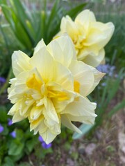 Obraz premium daffodils in the garden