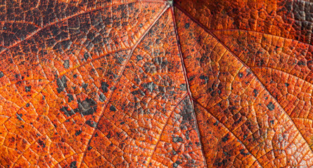Dark spots on a vine leaf. Fall color palette. Texture. Close up.