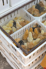 Newborn Chicks Box