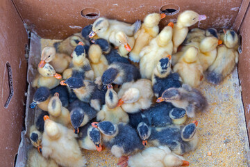 Newborn Ducks