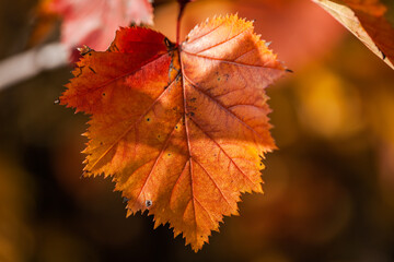 Leaves, leaf, fall and autumn.