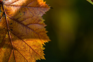 Autumn Golden hours - bright and colourful leaves.