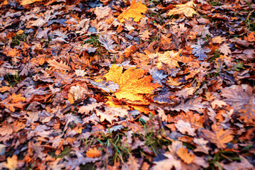 Colorful foliage in the park. Falling maple and oak leaves natural background. Golden autumn leaves. Selective focus.
