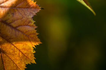 Prime time for fall colors in Swiss. 2020. 