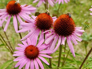 echinacea, eastern purple coneflower, purple coneflower, hedgehog coneflower with honeybees