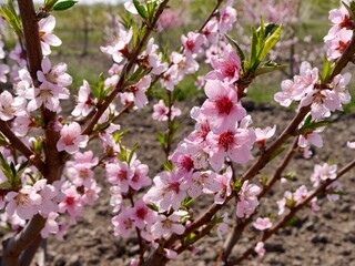Obraz premium peach branches in blossom 
