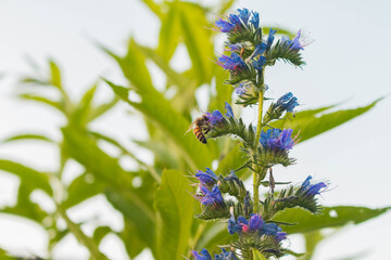 Violett flowers, bees and bumblebees