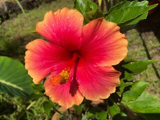 Hawaiian Flowers in Maui