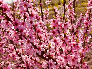 peach branches in blossom 