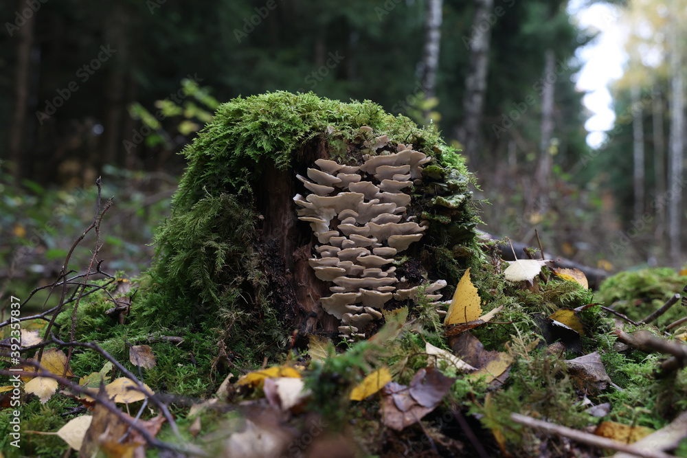 Sticker Group of autumn mushrooms grown in the forest on a stump