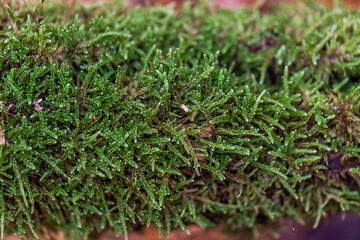 Moss carpet on tree trunk. Texture. Close up. French nature. Selective focus.
