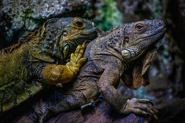 Lagarto