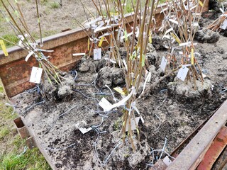grafted sweet cherry plants before planting