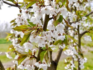 sweet cherry blossom