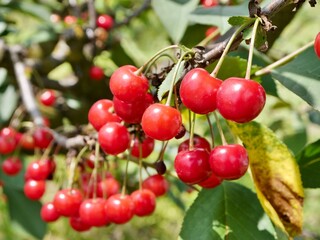 sour cherries on a branch