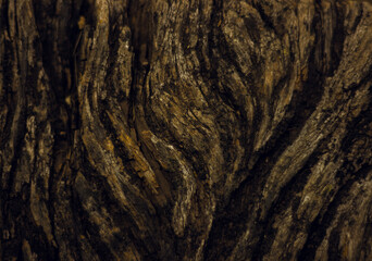 textura de corteza de arbol