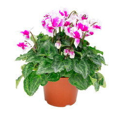 Cyclamen in a pot isolated on a white background. Blossoming plant. Flowers of Cyclamen