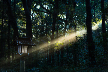 日本　東京都渋谷区代々木、明治神宮の参道の木漏れ日に照らされた神秘的な灯籠