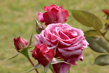 魅惑のローズガーデン