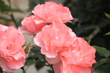 魅惑のローズガーデン