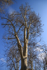 Beautifull tree with blue sky background