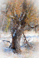 Old Willow seems to walk in the snow