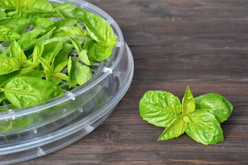 Fresh green basil ready to be dried in a convection-type food dehydrator. Method of food preservation.