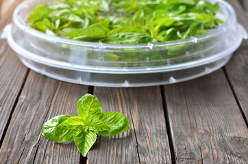 Fresh green basil on a wooden table against the background of a food dehydrator tray close-up, selective focus. Method of food preservation.