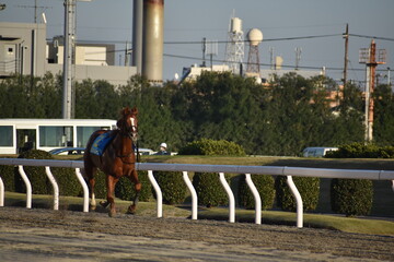 競馬場放馬