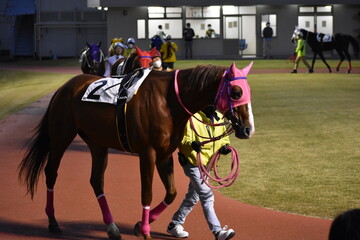 競馬場パドック