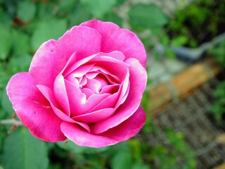 pink rose in garden